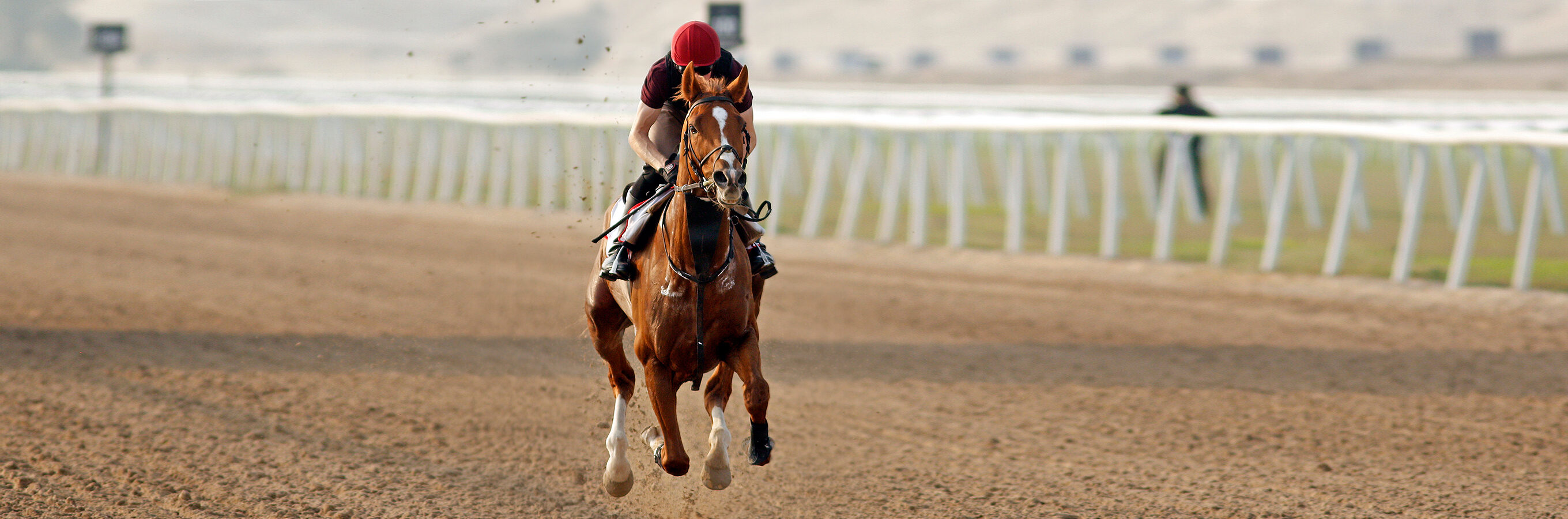 Equine Facilities The Bahrain Turf Club
