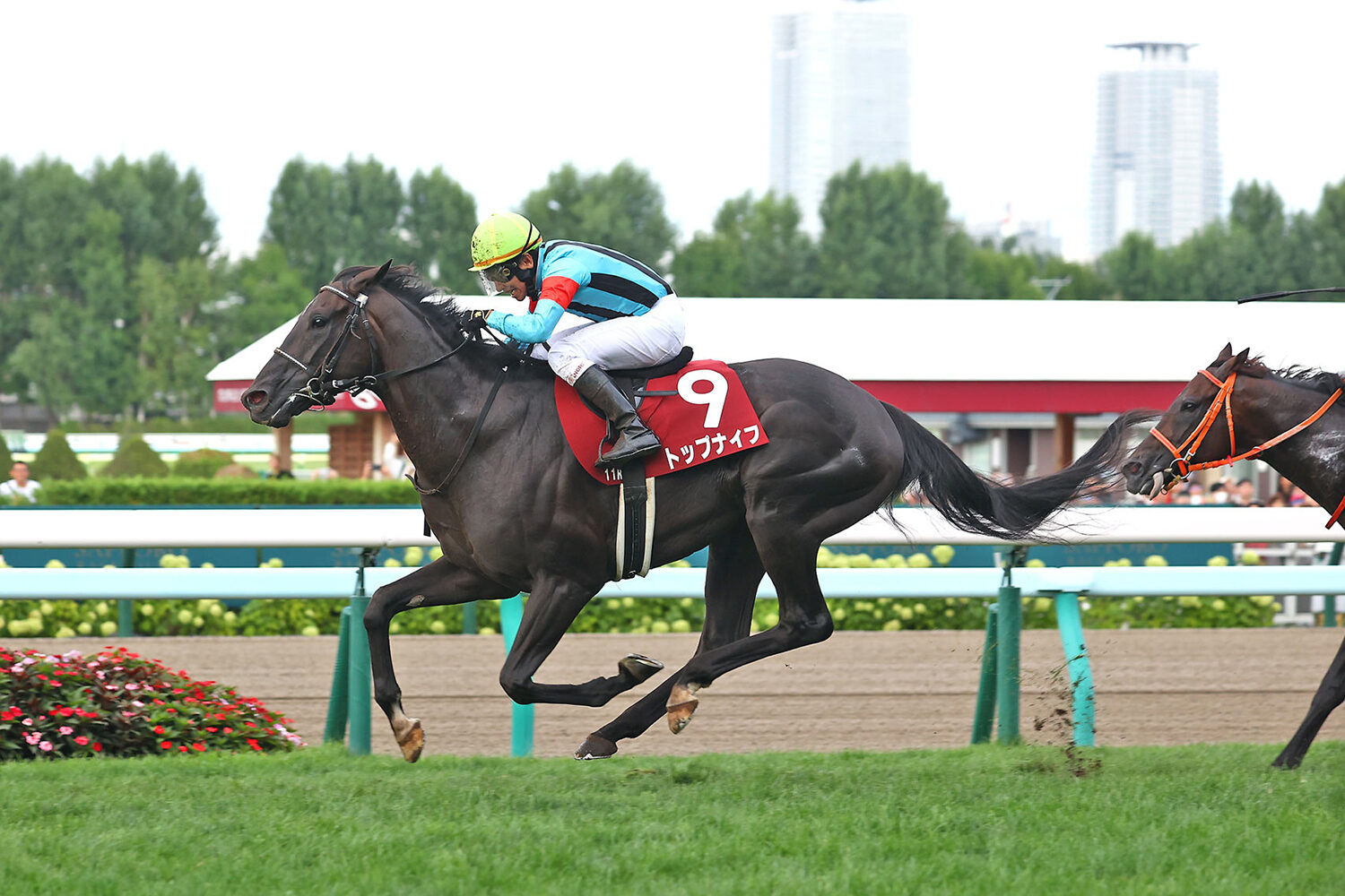 Victory in the Sapporo Kinen earns Top Knife an invite to the Bahrain International Trophy